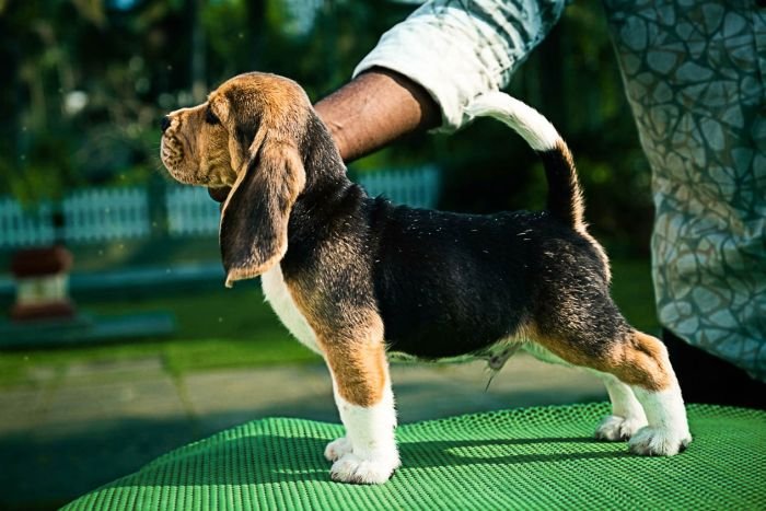 DogsIndia.com - Beagle - Girish