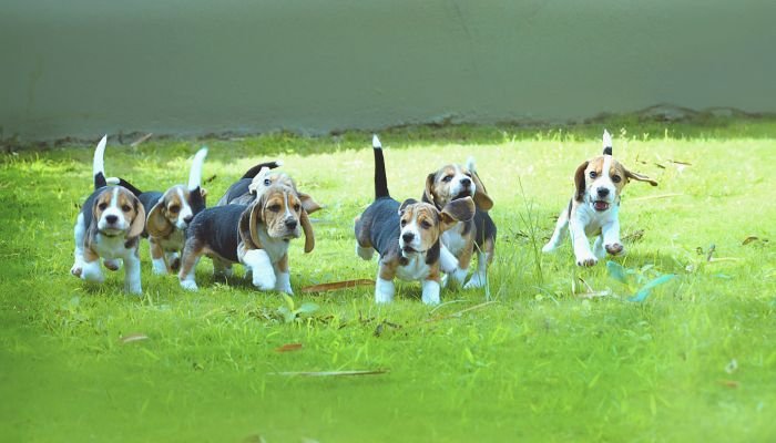 DogsIndia.com - Beagle - Girish