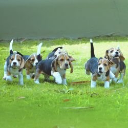 DogsIndia.com - Beagle - Girish