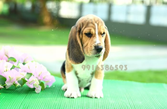 DogsIndia.com - Beagle - Girish