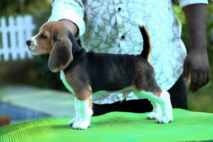DogsIndia.com - Beagle - Girish
