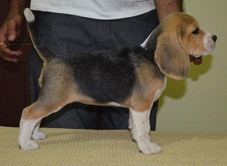 Dogs India Beagle Gold Land
