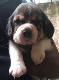 DogsIndia.com - Beagle - Jochim Beagles - Joshua