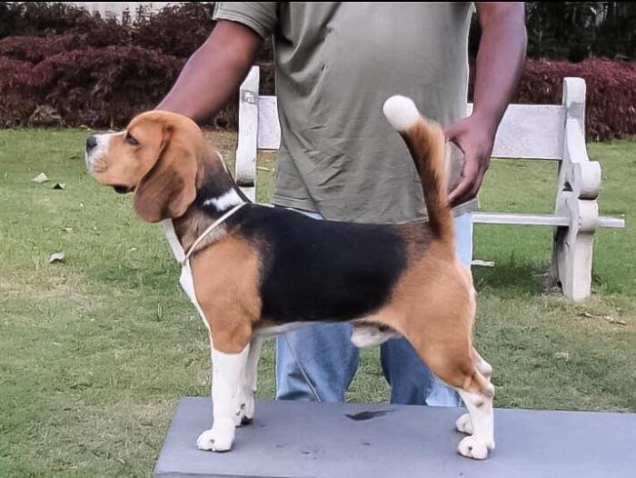 DogsIndia.com - Beagle - Jochim Beagles - Joshua