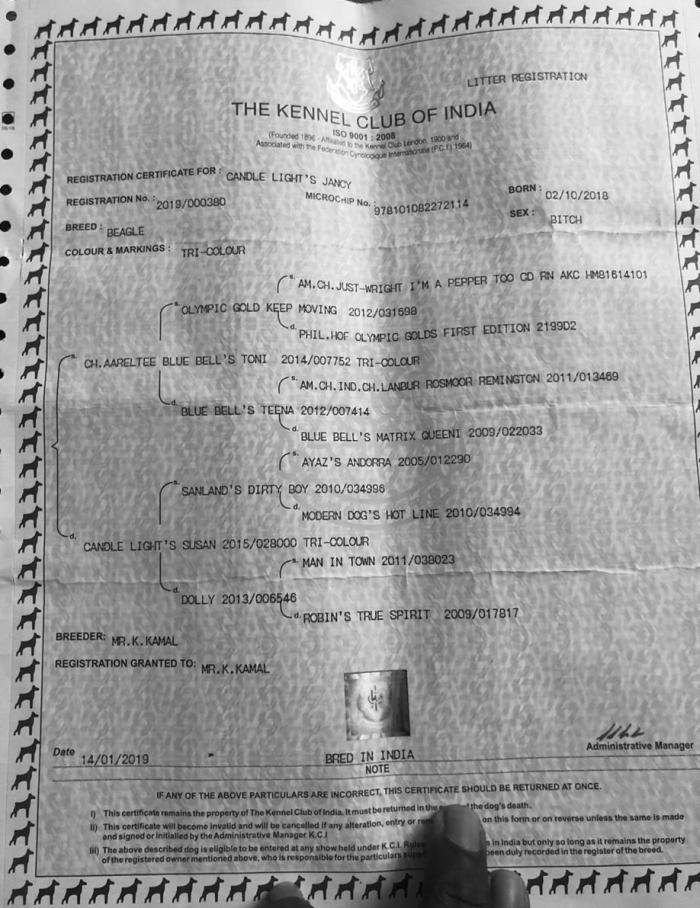 DogsIndia.com - Beagle - Jochim Beagles - Joshua