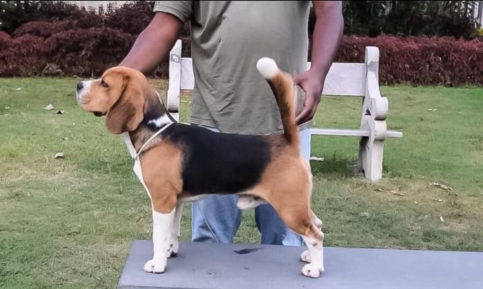 DogsIndia.com - Beagle - Jochim Beagles - Joshua
