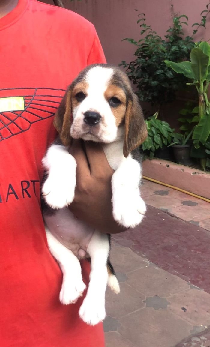 DogsIndia.com - Beagle - Jochim Beagles - Joshua