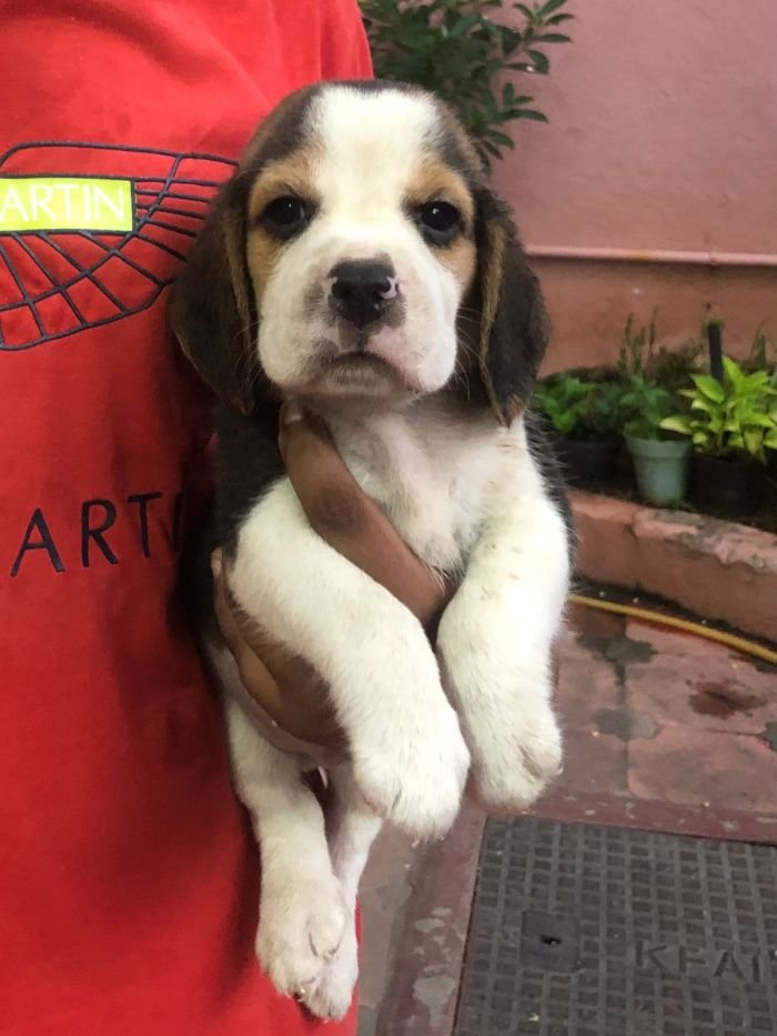 DogsIndia.com - Beagle - Jochim Beagles - Joshua