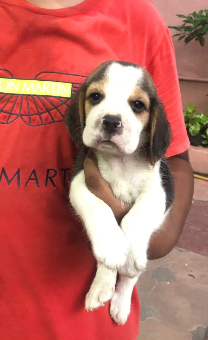 DogsIndia.com - Beagle - Jochim Beagles - Joshua