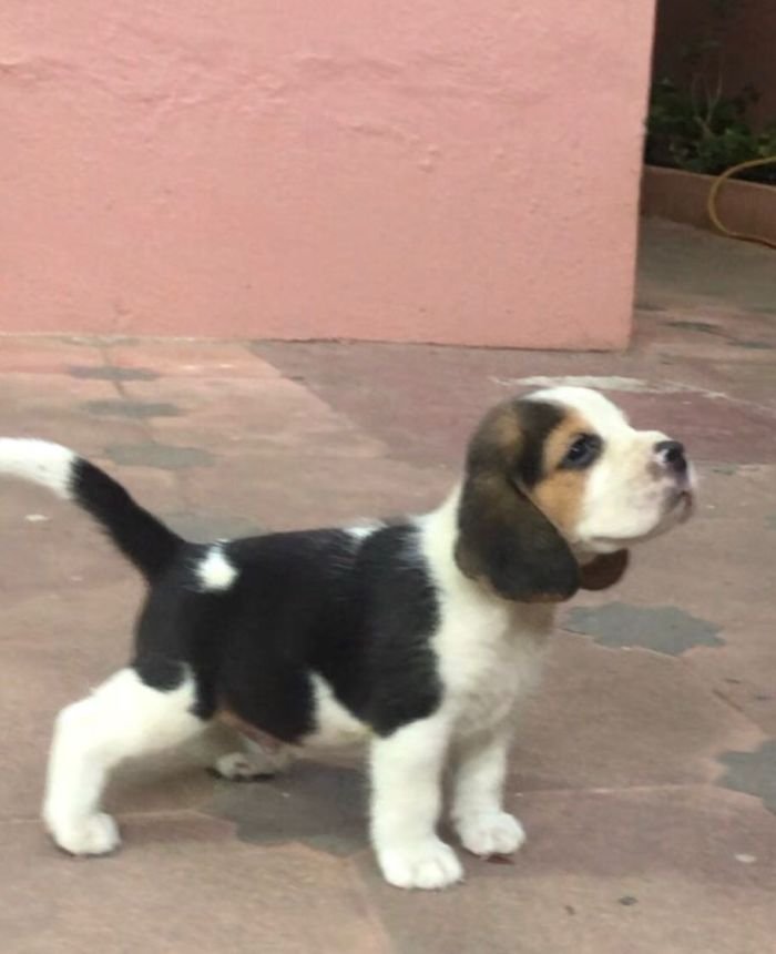DogsIndia.com - Beagle - Jochim Beagles - Joshua