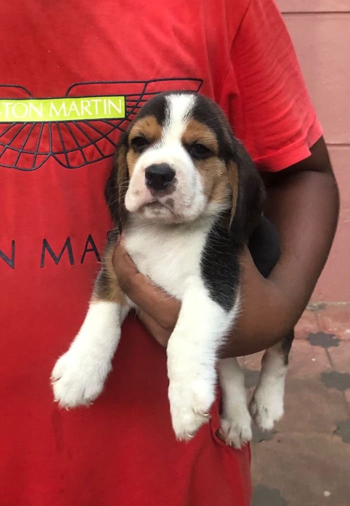 DogsIndia.com - Beagle - Jochim Beagles - Joshua