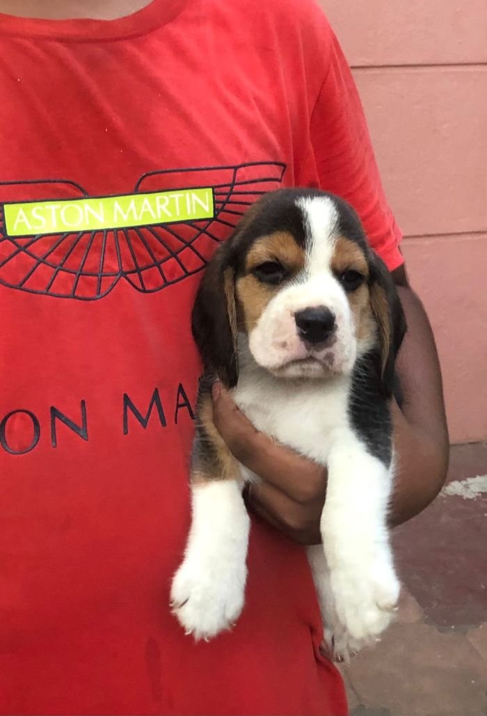 DogsIndia.com - Beagle - Jochim Beagles - Joshua