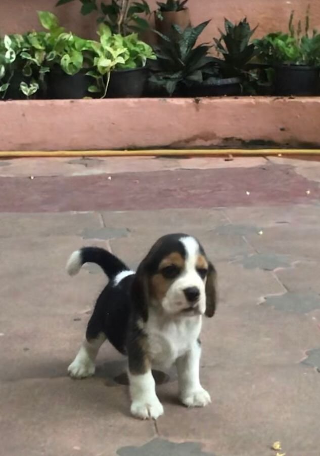 DogsIndia.com - Beagle - Jochim Beagles - Joshua
