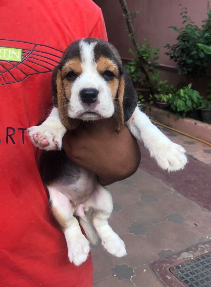 DogsIndia.com - Beagle - Jochim Beagles - Joshua