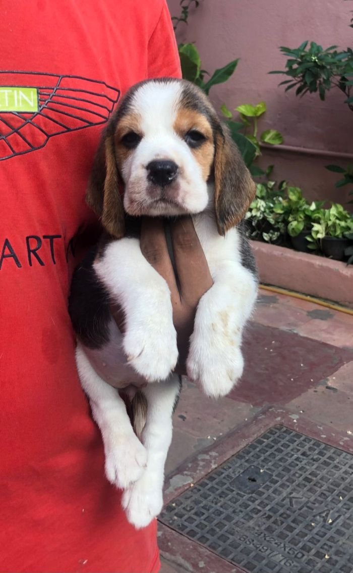 DogsIndia.com - Beagle - Jochim Beagles - Joshua