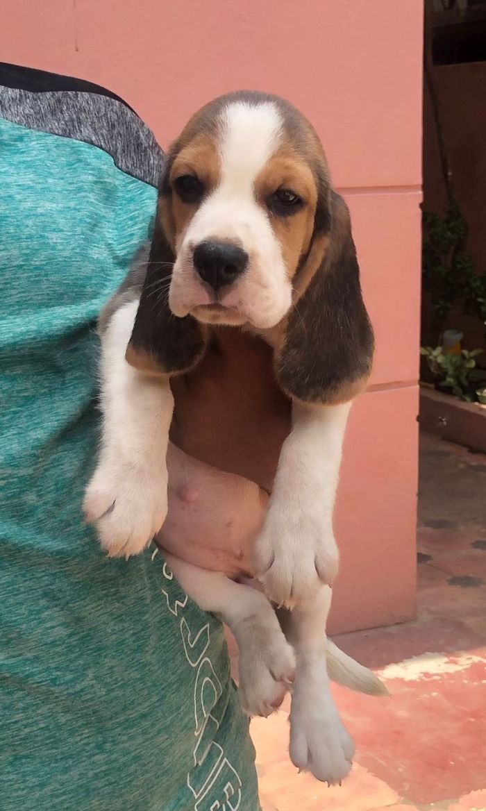 DogsIndia.com - Beagle - Jochim Beagles - Joshua