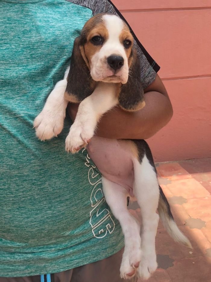DogsIndia.com - Beagle - Jochim Beagles - Joshua