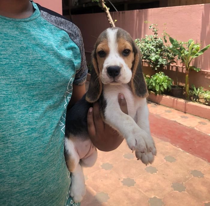DogsIndia.com - Beagle - Jochim Beagles - Joshua