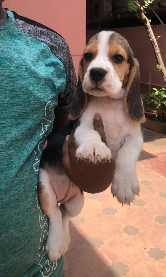 DogsIndia.com - Beagle - Jochim Beagles - Joshua