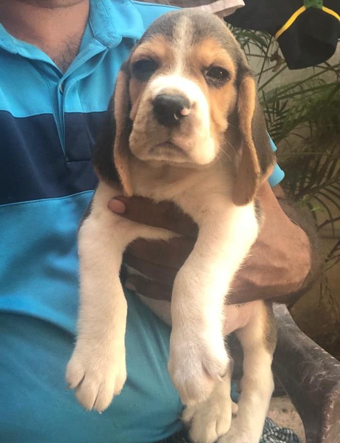 DogsIndia.com - Beagle - Jochim Beagles - Joshua