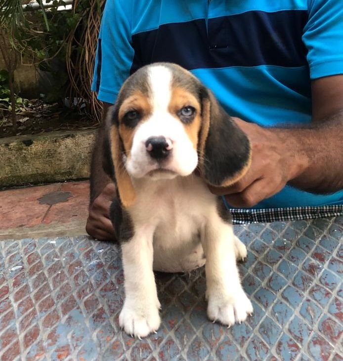 DogsIndia.com - Beagle - Jochim Beagles - Joshua