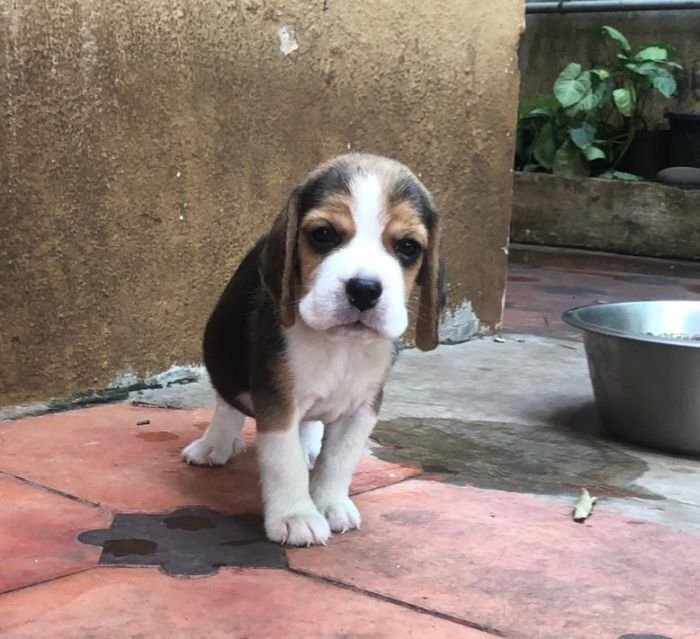 DogsIndia.com - Beagle - Jochim Beagles - Joshua