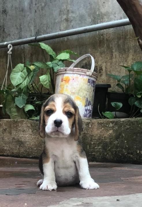 DogsIndia.com - Beagle - Jochim Beagles - Joshua