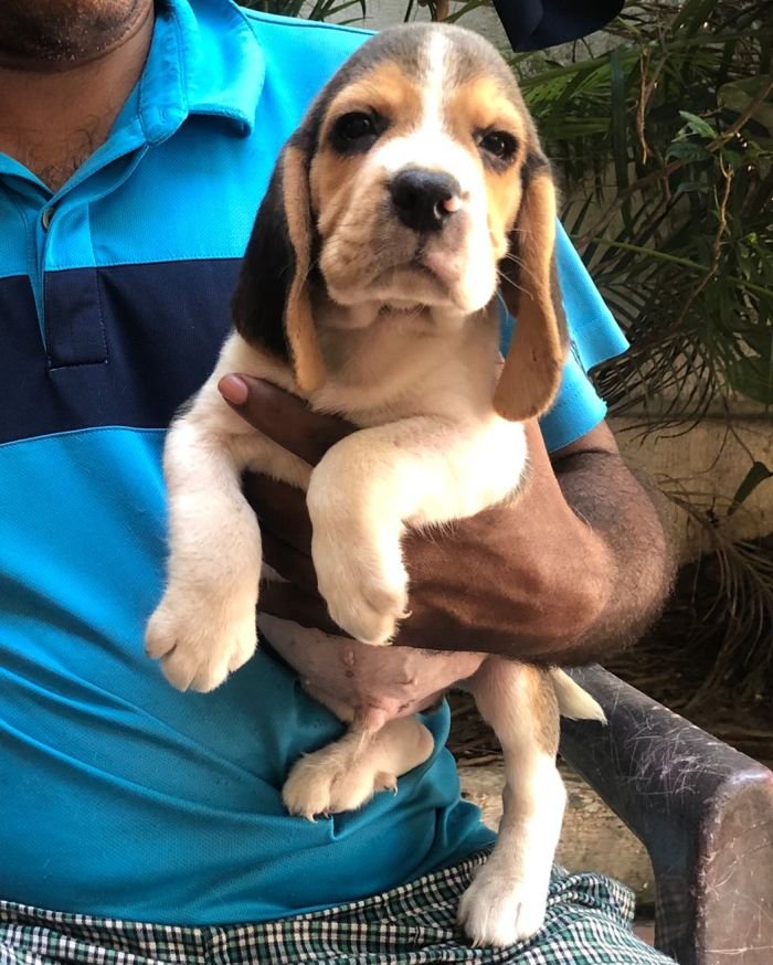 DogsIndia.com - Beagle - Jochim Beagles - Joshua
