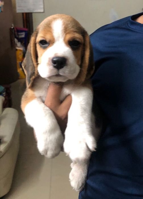 DogsIndia.com - Beagle - Jochim Beagles - Joshua