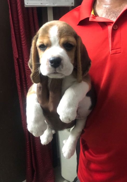 DogsIndia.com - Beagle - Jochim Beagles - Joshua