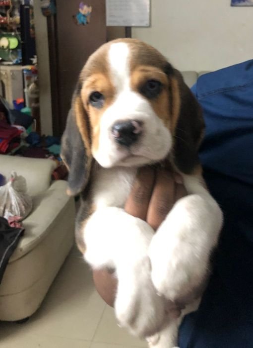 DogsIndia.com - Beagle - Jochim Beagles - Joshua