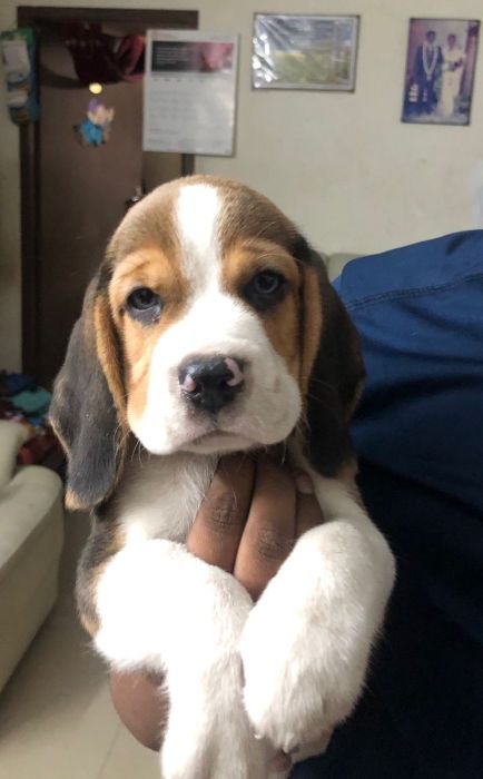 DogsIndia.com - Beagle - Jochim Beagles - Joshua