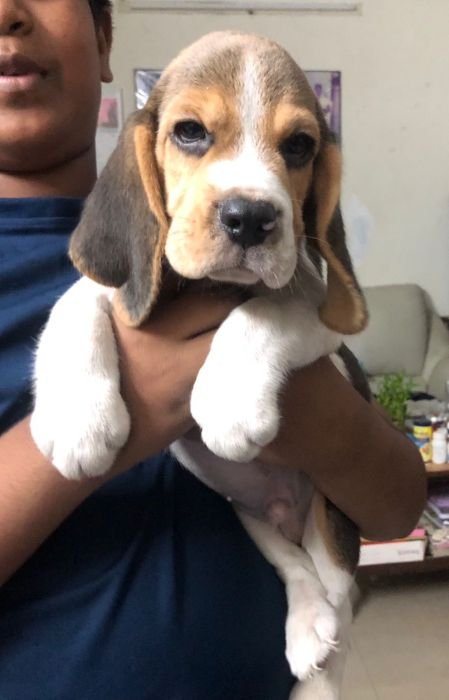 DogsIndia.com - Beagle - Jochim Beagles - Joshua
