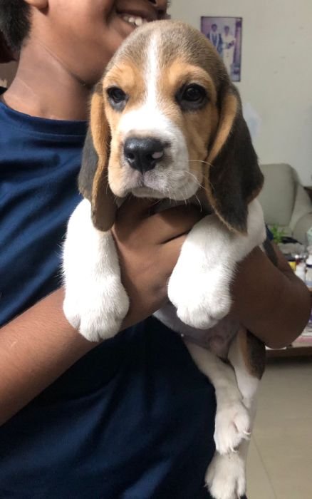 DogsIndia.com - Beagle - Jochim Beagles - Joshua