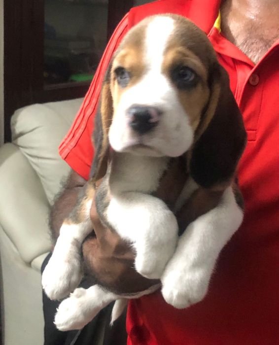 DogsIndia.com - Beagle - Jochim Beagles - Joshua