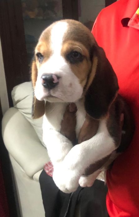 DogsIndia.com - Beagle - Jochim Beagles - Joshua