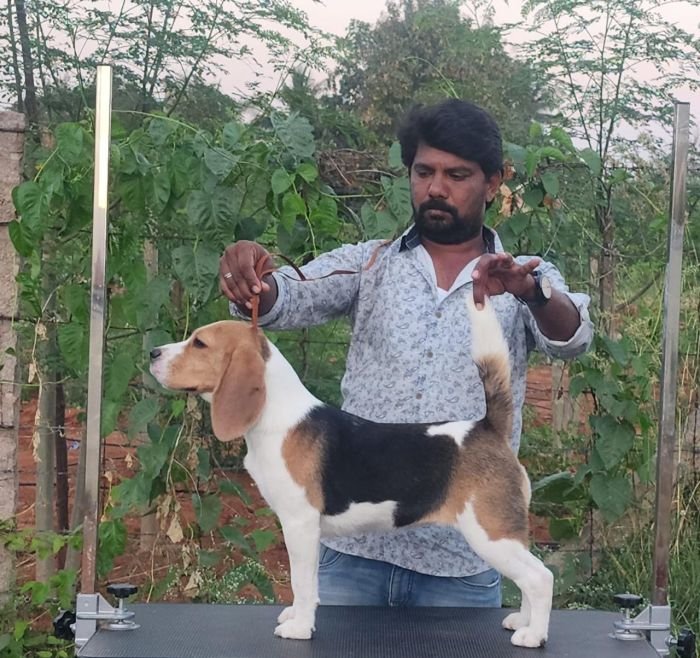 DogsIndia.com - Beagle - Jochim Beagles - Joshua