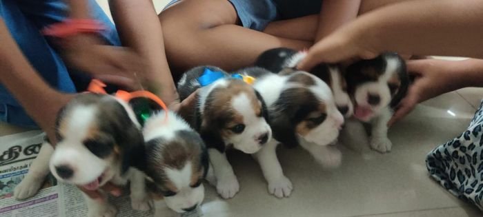 DogsIndia.com - Beagle - Jochim Beagles - Joshua