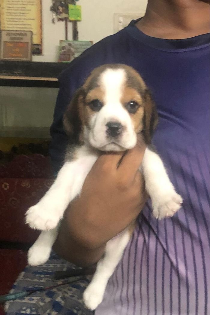 DogsIndia.com - Beagle - Jochim Beagles - Joshua