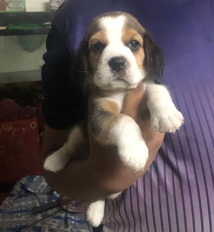 DogsIndia.com - Beagle - Jochim Beagles - Joshua