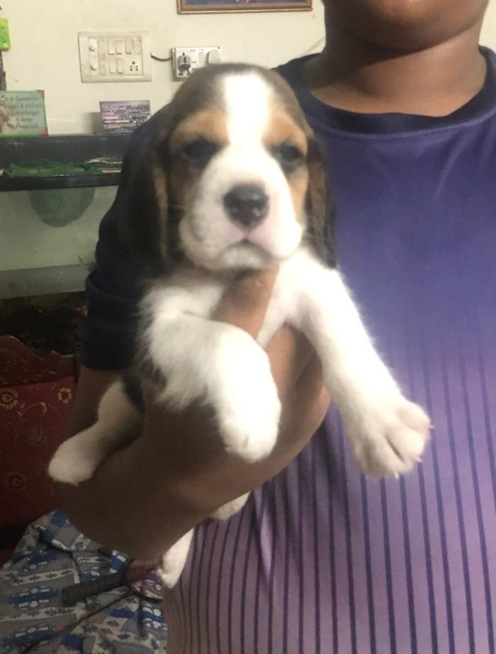 DogsIndia.com - Beagle - Jochim Beagles - Joshua