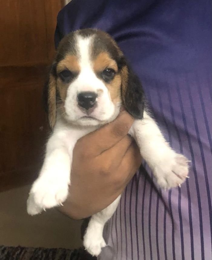 DogsIndia.com - Beagle - Jochim Beagles - Joshua