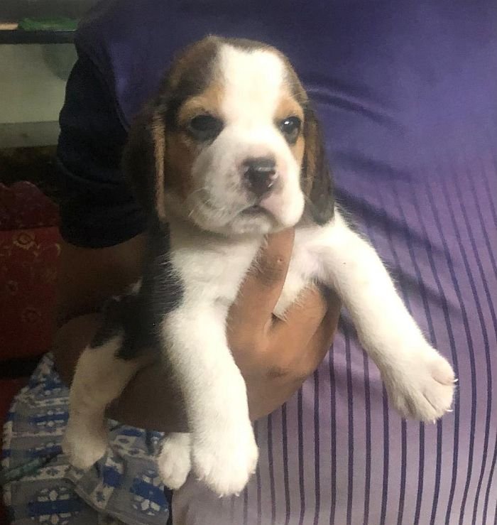 DogsIndia.com - Beagle - Jochim Beagles - Joshua
