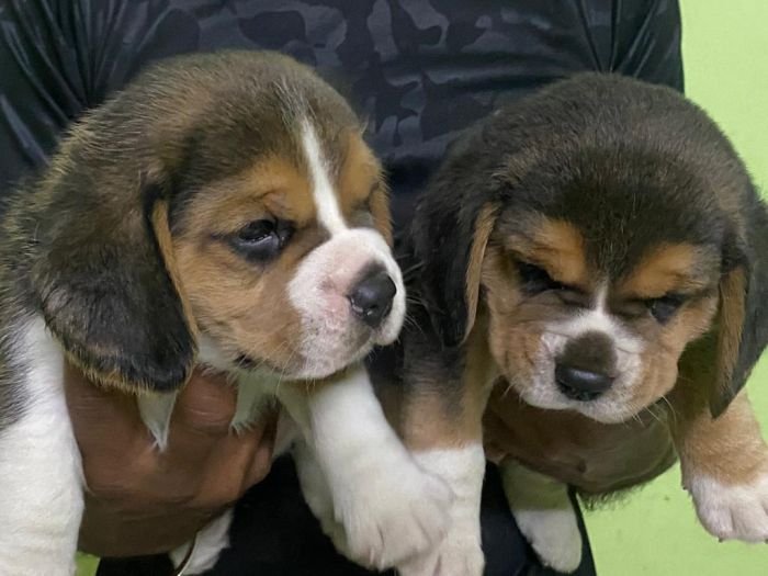 DogsIndia.com - Beagle - Karunakaran