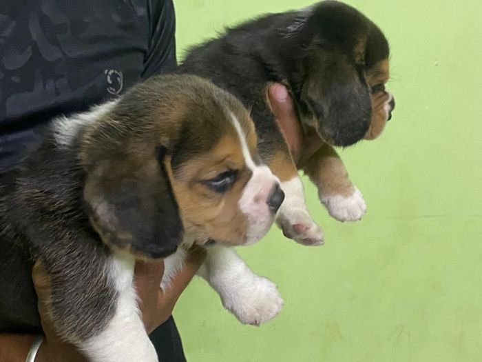 DogsIndia.com - Beagle - Karunakaran