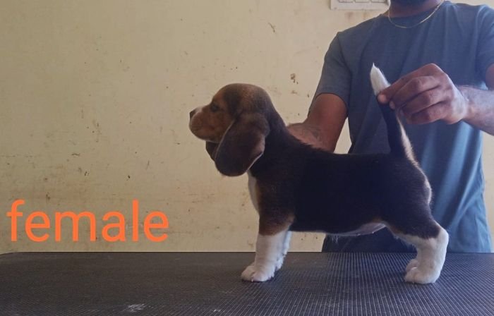 DogsIndia.com - Beagle - Karunakaran