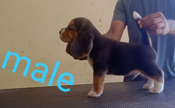 DogsIndia.com - Beagle - Karunakaran