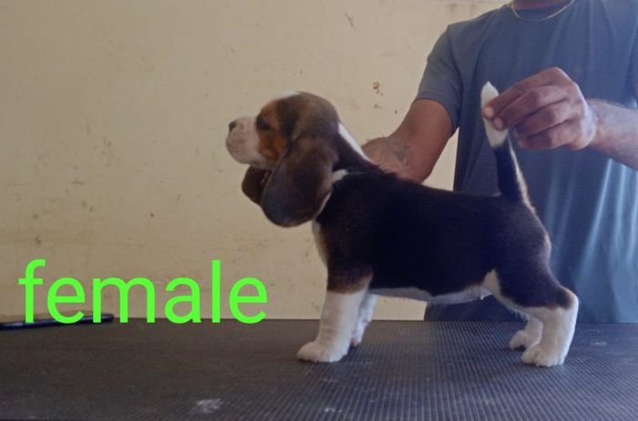 DogsIndia.com - Beagle - Karunakaran