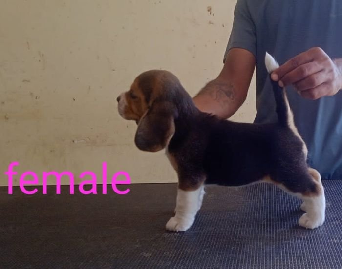DogsIndia.com - Beagle - Karunakaran