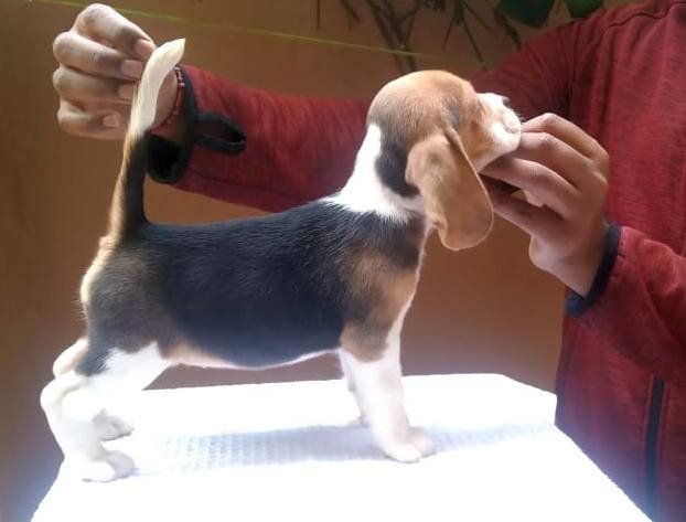 DogsIndia.com - Beagle - Kinderlands Beagles - Kishore